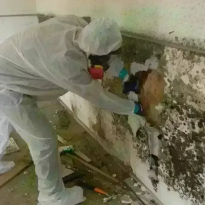 Mold Remediation and Removal in South Hill, WA